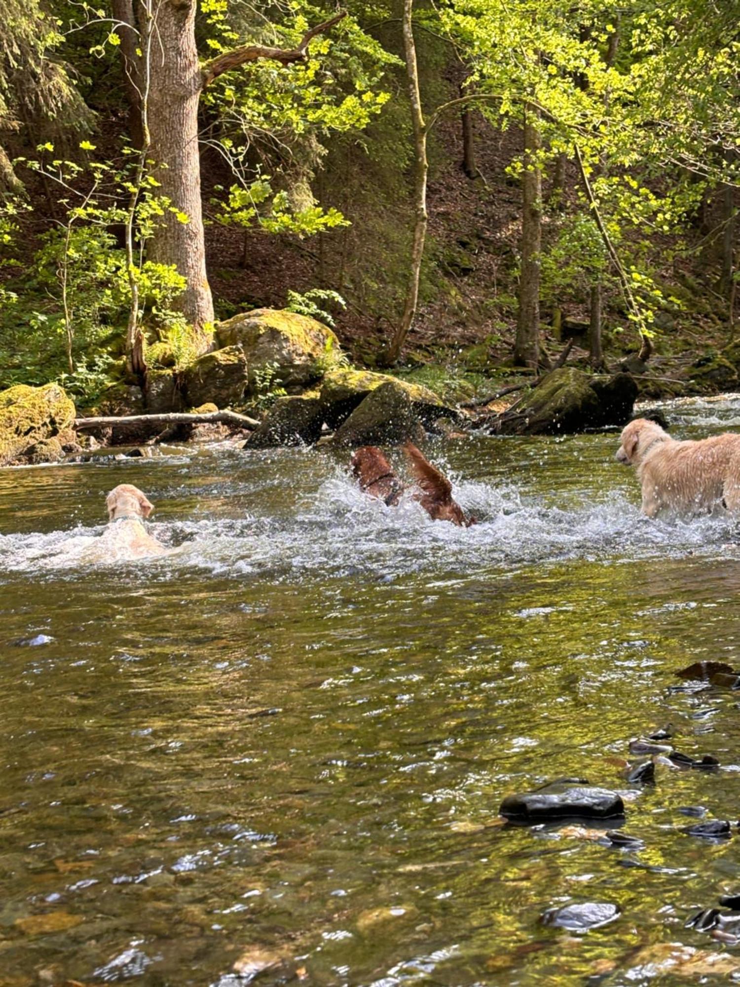 Plaetzchen Am Krebsberg Fuer Alle Fae Simmerath Kültér fotó